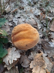 Suillellus queletii