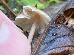 Baeospora