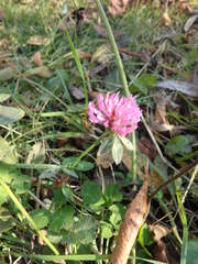 Trifolium pratense