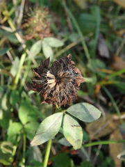 Trifolium pratense