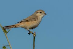 Lanius isabellinus