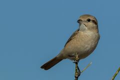 Lanius isabellinus