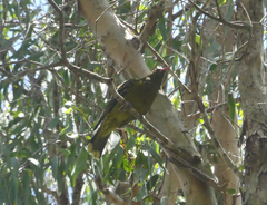 Oriolus flavocinctus