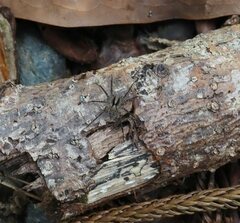 Pardosa pseudoannulata