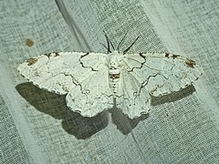Thyrinteina arnobia