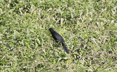 Crotophaga ani