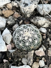 Coryphantha echinus
