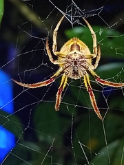 Eriophora ravilla