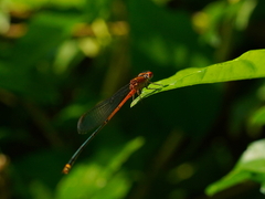 Pseudagrion pilidorsum