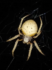 Eriophora ravilla