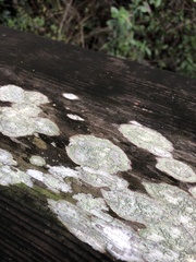 Lecanora strobilina