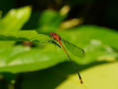Pseudagrion pilidorsum