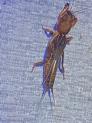 Neocurtilla hexadactyla