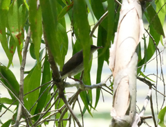 Ramsayornis modestus