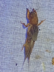 Neocurtilla hexadactyla
