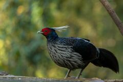 Lophura leucomelanos