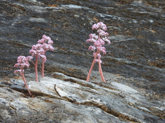 Oresitrophe rupifraga