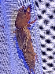 Neocurtilla hexadactyla