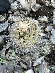 Coryphantha echinus