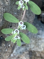 Euphorbia pediculifera