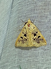 Herminodes atrosignata