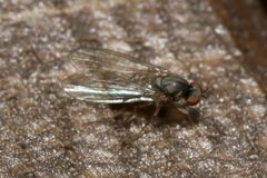 Agathomyia unicolor