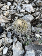 Coryphantha echinus