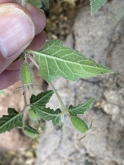 Euphorbia pediculifera