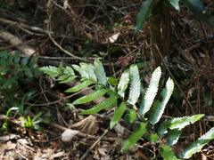 Microlepia marginata bipinnata