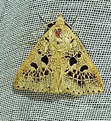 Herminodes atrosignata