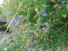 Medicago sativa sativa