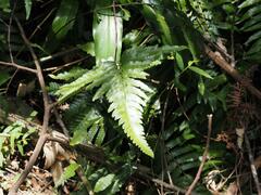 Microlepia marginata