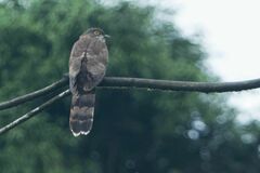 Hierococcyx sparverioides