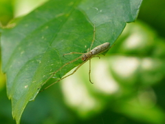 Tetragnatha squamata