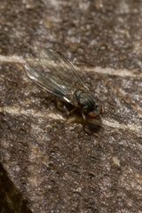 Agathomyia unicolor