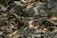 Caprimulgus climacurus