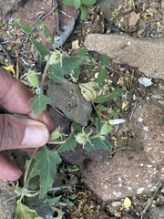 Euphorbia pediculifera
