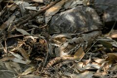 Caprimulgus climacurus