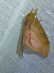 Automeris zugana