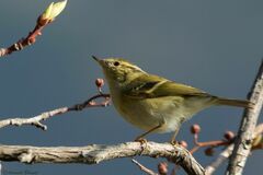 Phylloscopus chloronotus