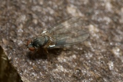 Agathomyia unicolor