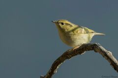 Phylloscopus chloronotus