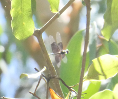 Rhyothemis resplendens