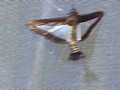 Diaphania plumbidorsalis