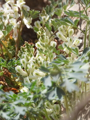 Corydalis fangshanensis