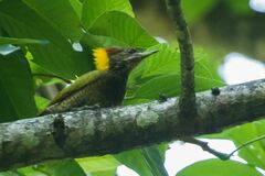 Picus chlorolophus