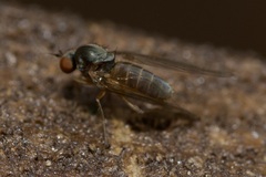 Agathomyia unicolor