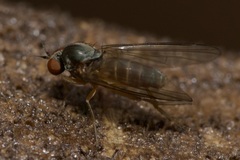 Agathomyia unicolor