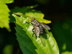 Muscina stabulans