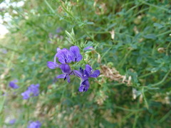Medicago sativa sativa